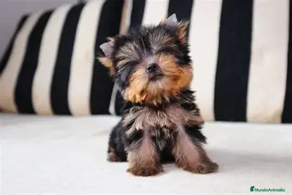 Yorkshire Terrier perros CACHORRO YORKSHIRE HEMBRA. - Anuncio 1