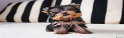 Yorkshire Terrier perros en venta: CACHORRO YORKSHIRE HEMBRA. - Anuncio 1