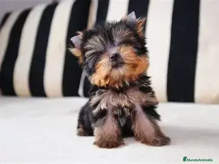 Yorkshire Terrier perros CACHORRO YORKSHIRE HEMBRA. - Anuncio 10