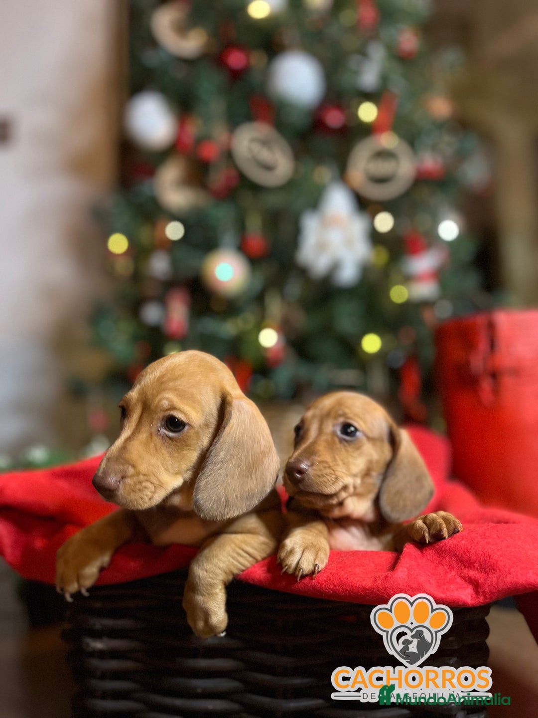 Teckel Miniatura perros en venta: Teckel  - Anuncio 8