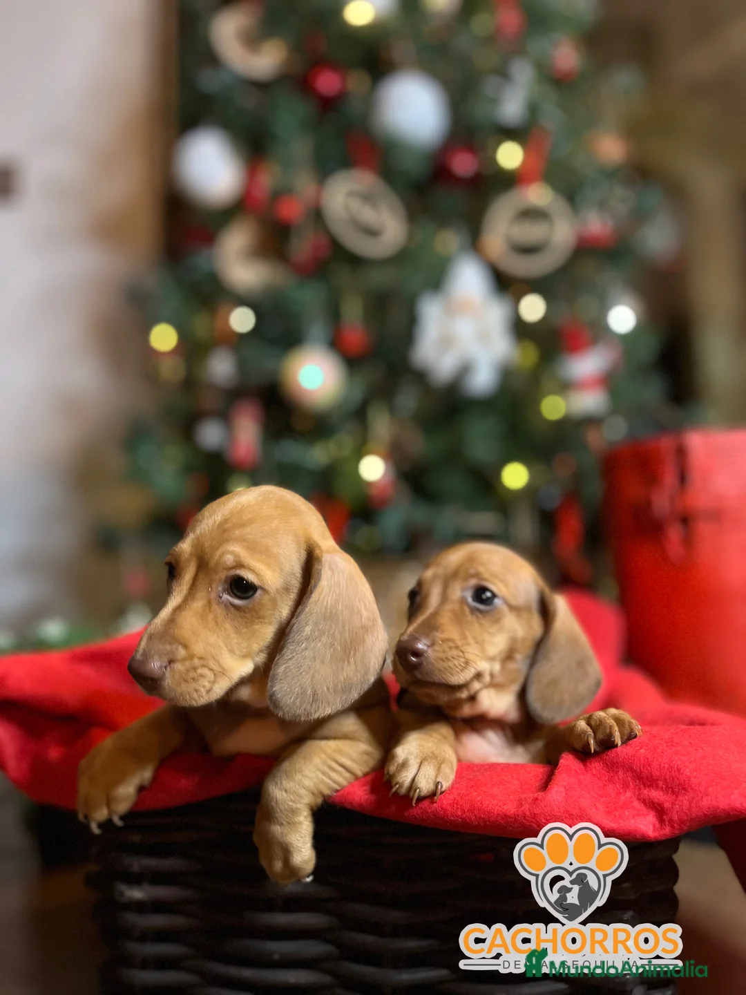 Teckel Miniatura perros en venta: Teckel  - Anuncio 8