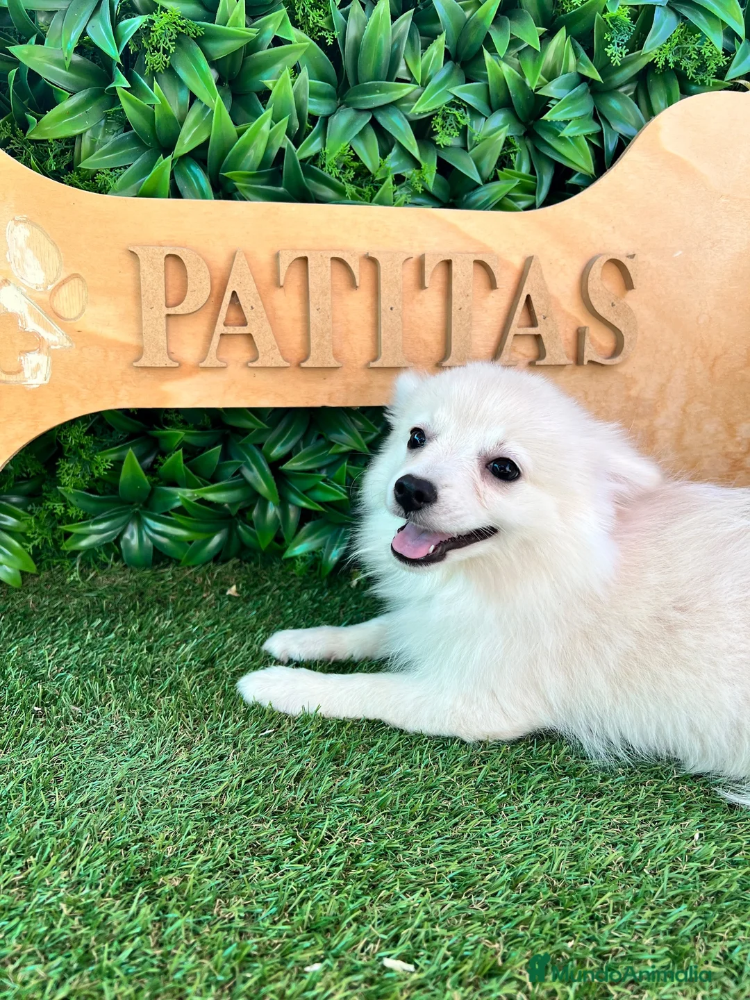 Pomerania perros en venta: Pomerania blanco - Anuncio 2