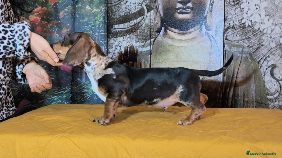 Teckel perros Teckel mini - Anuncio 2