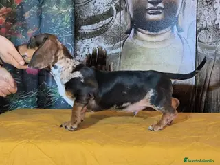 Teckel perros Teckel mini - Anuncio 2