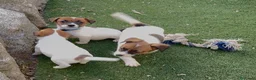 Jack Russell Terrier perros en venta: JACK RUSSELL TERRIER CRIADERO, CACHORROS - Anuncio 1