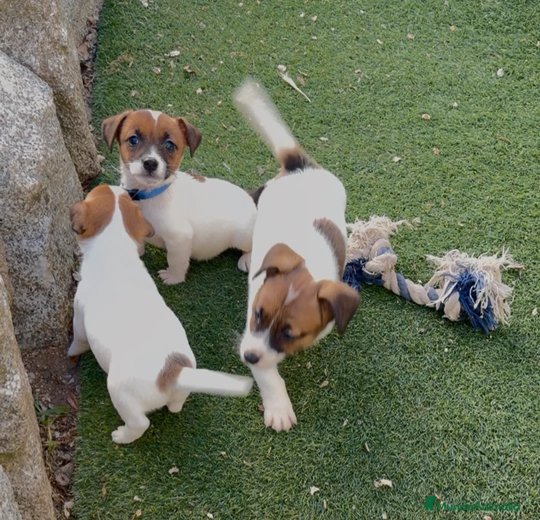 Jack Russell Terrier perros en venta: JACK RUSSELL TERRIER CRIADERO, CACHORROS - Anuncio 1