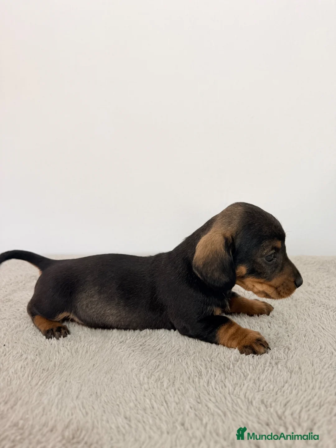 Teckel Miniatura perros en venta: TECKEL MINIATURA HEMBRA  - Anuncio 2