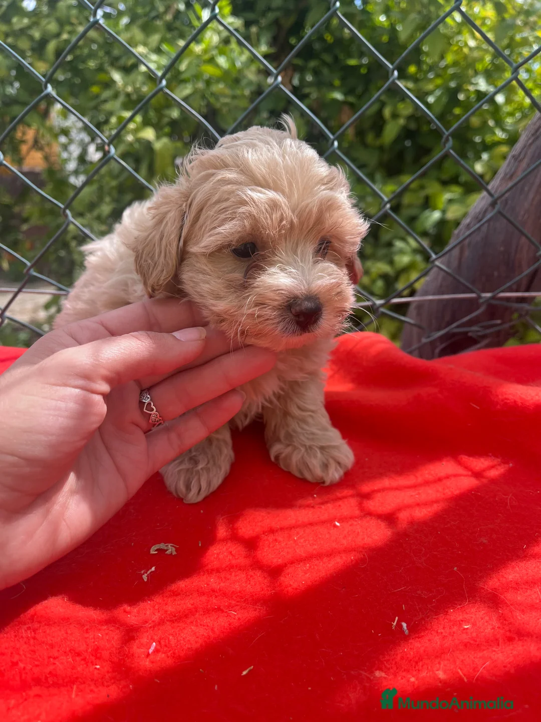 Maltipoo perros en venta: PRECIOSOS EJEMPLARES DE MALTIPOO - Anuncio 2