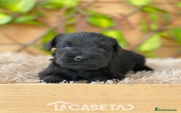 Schnauzer Miniatura perros en venta: Camada de Romie - Imagen 1