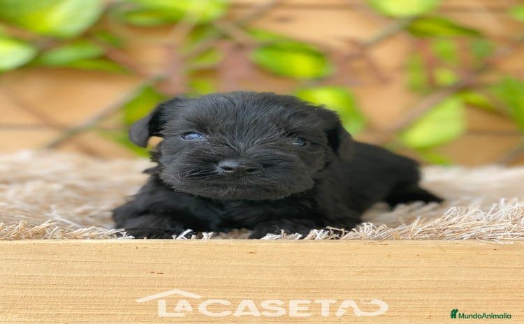 Schnauzer Miniatura perros - Anuncio 2