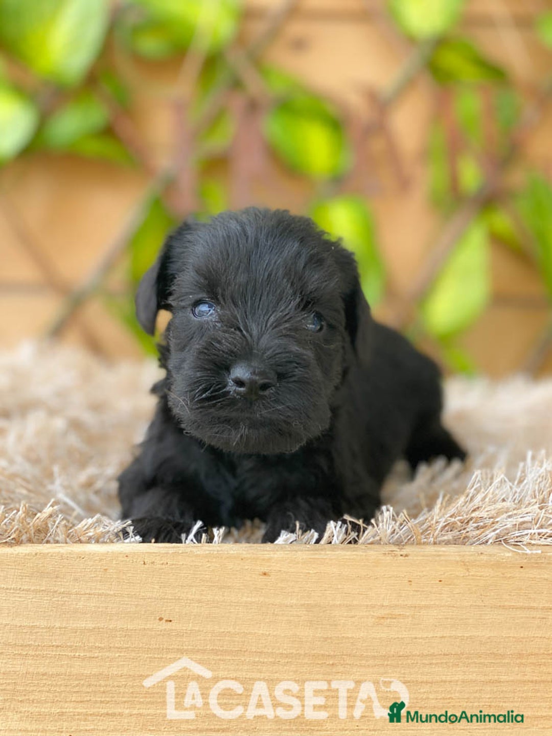 Schnauzer Miniatura perros en venta: Camada de Romie - Imagen 1
