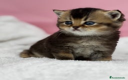 Británico de Pelo Corto gatos en venta: British - Anuncio 4