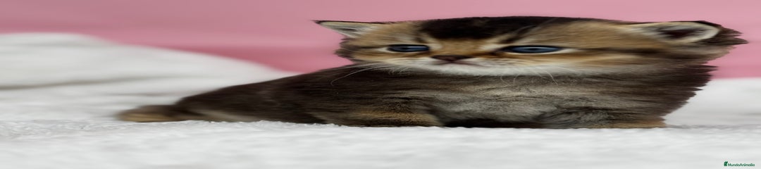 Británico de Pelo Corto Gatito 1