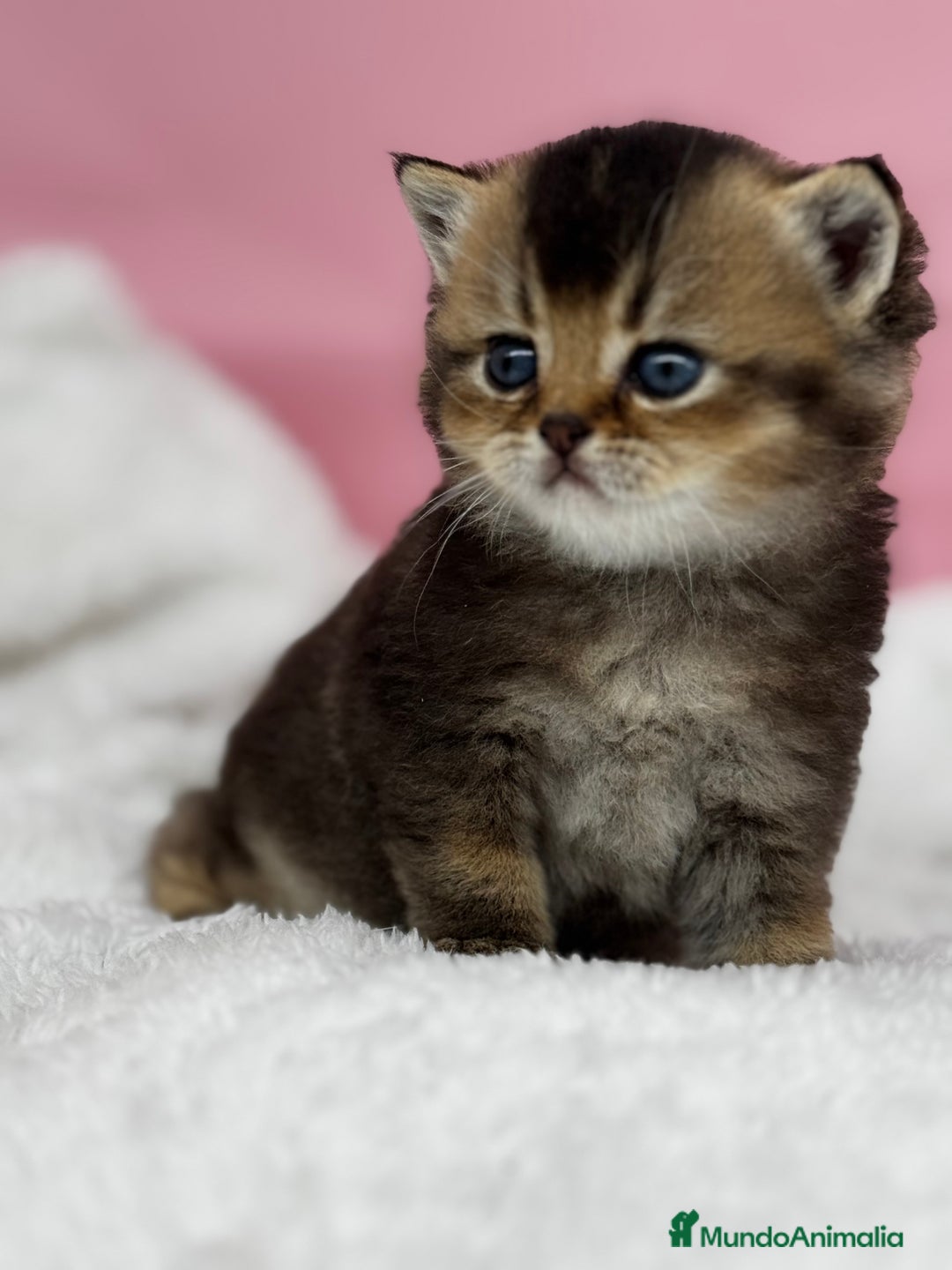 Británico de Pelo Corto gatos en venta: British - Anuncio 4