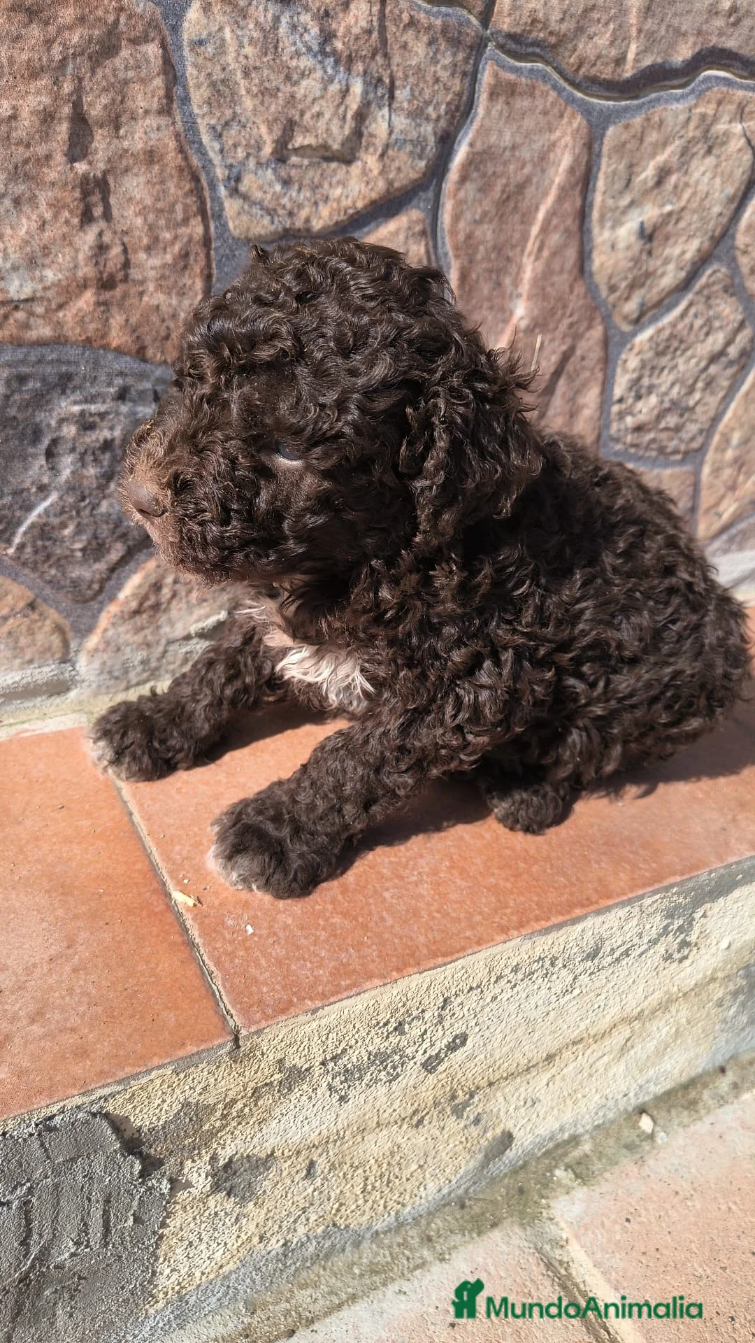 Perro de Agua Español perros en venta: Preciosos cachorros listos para entregar - Anuncio 4