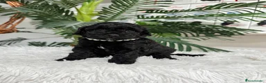 Caniche Enano 2