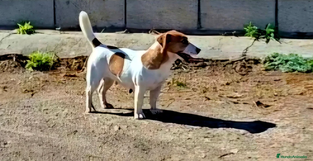 Jack Russell Terrier perros en venta: Jack Russell Adulta - Anuncio 2