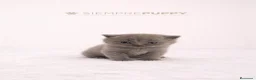 Británico de Pelo Corto Azul gatos en venta: BRITISH SHORTHAIR - Anuncio 2
