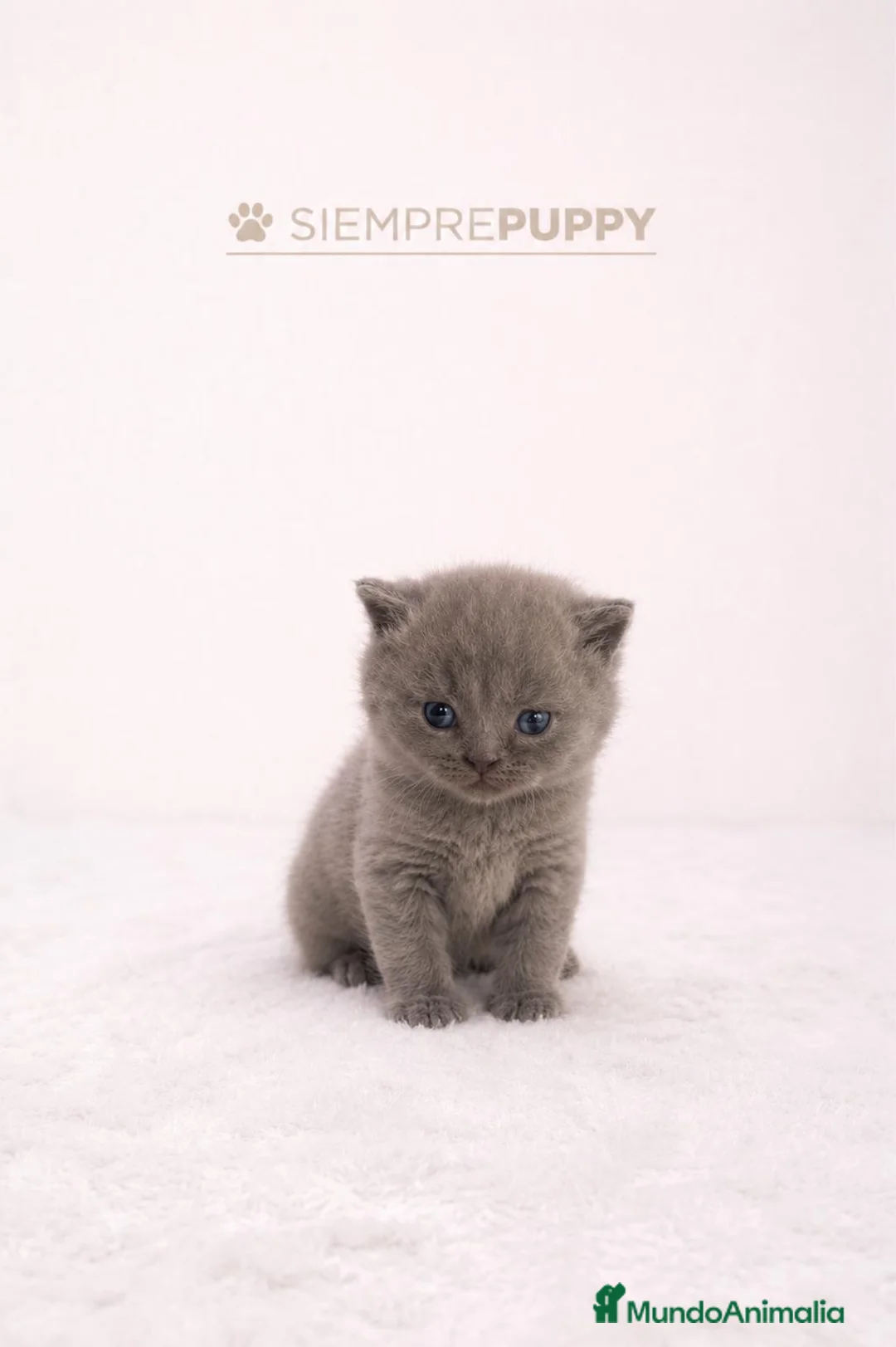 Británico de Pelo Corto Azul gatos en venta: BRITISH SHORTHAIR - Anuncio 2