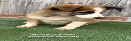 Border Collie perros en venta: Border Collie - Anuncio 19