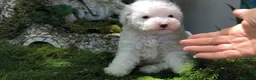 Caniche Toy perros en venta: Caniche toy - Anuncio 5