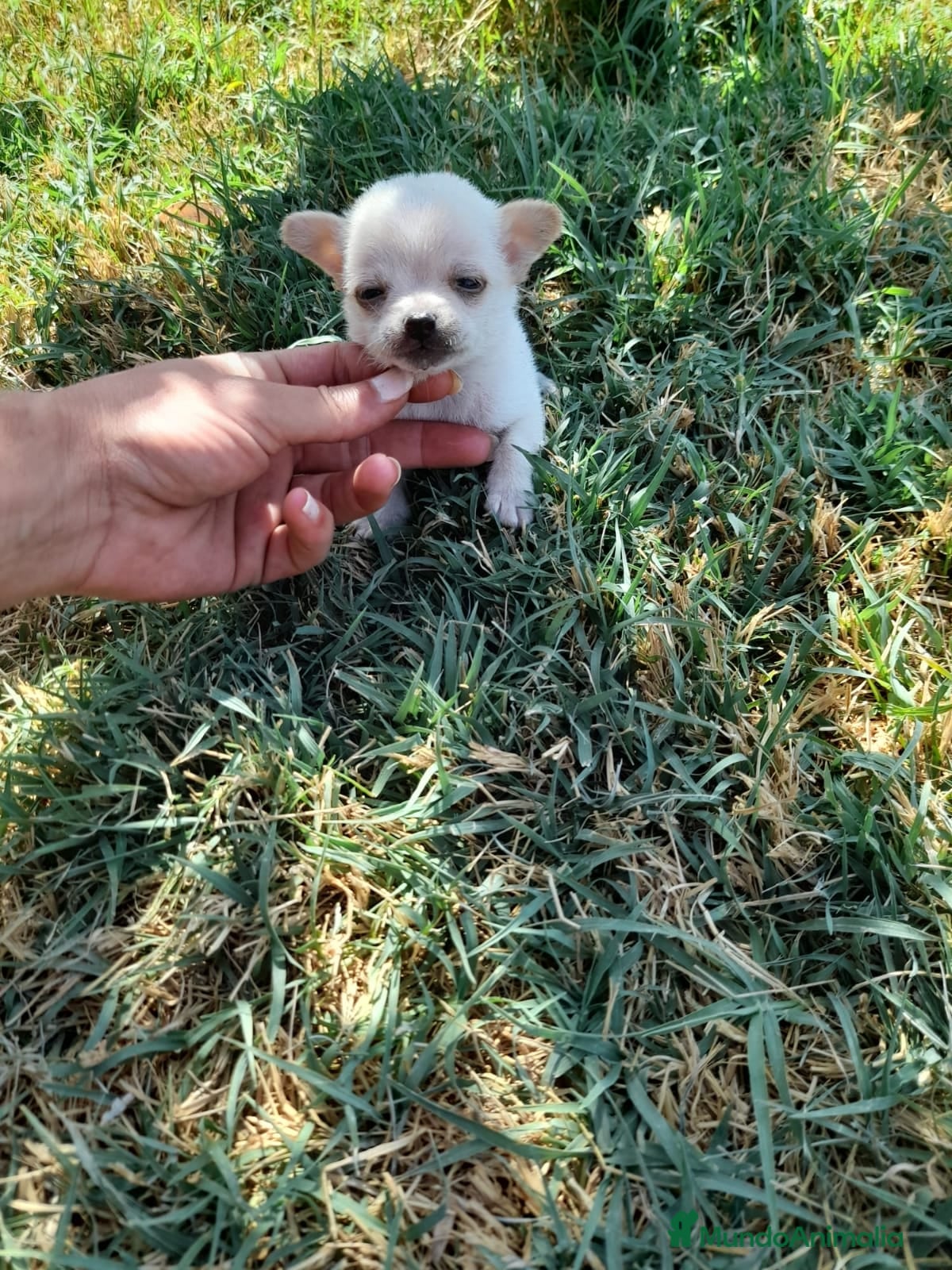 Chihuahua perros Chihuahua miniatura en Badajoz - Anuncio 18