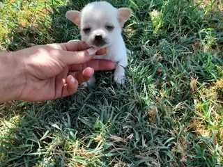 Chihuahua perros Chihuahua miniatura en Badajoz - Anuncio 38