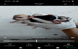 Chihuahua perros en venta: Mini chihuahua  - Imagen 1