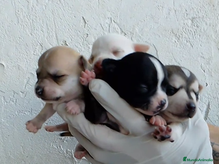 Chihuahua perros Mini chihuahua - Anuncio 27
