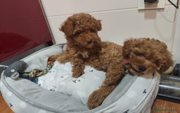 Caniche Toy perros en venta: Hembras toy ❤️ disponible  - Imagen 4