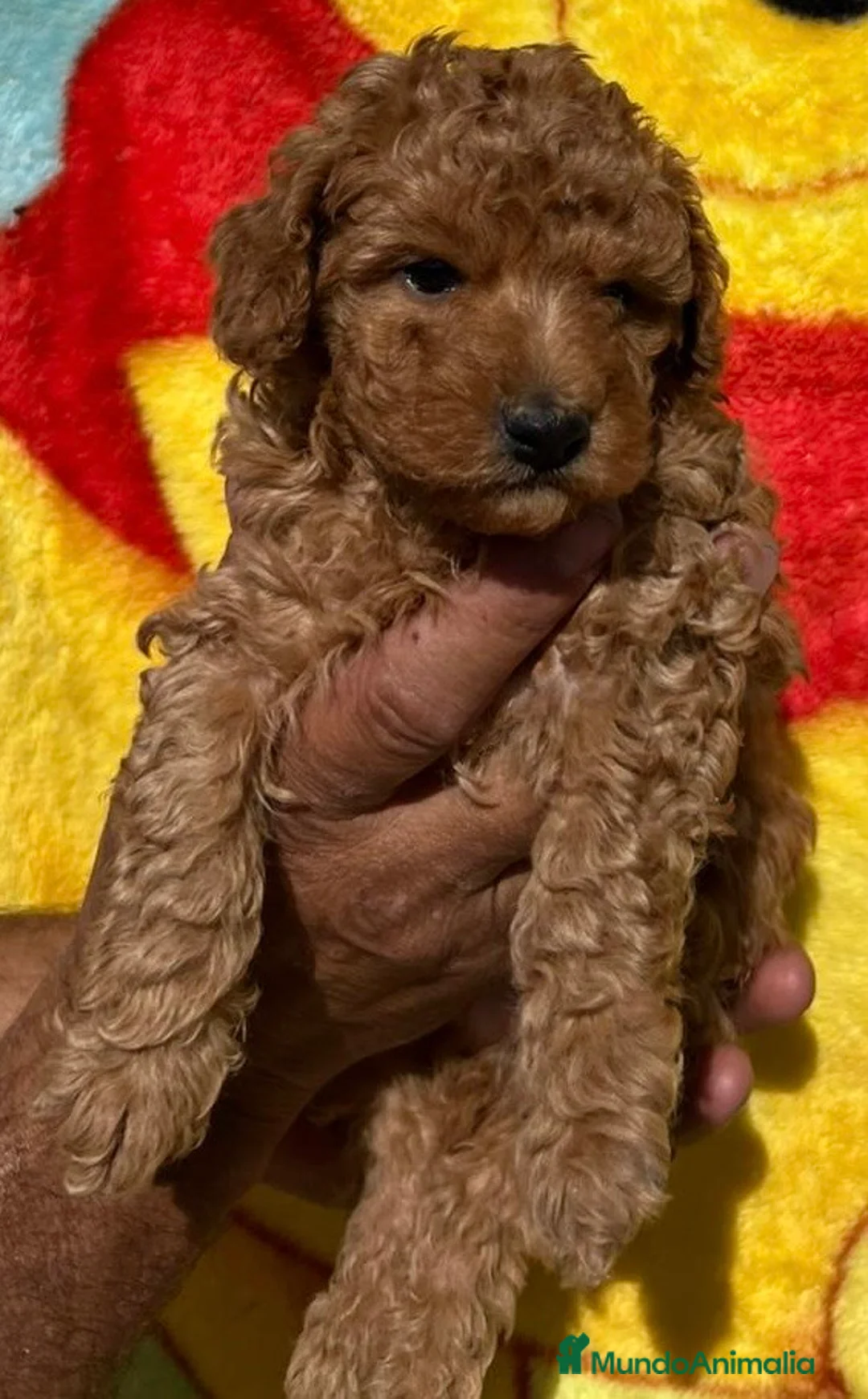 Caniche Toy perros en venta: Caniche Toy 641387649 - Anuncio 3