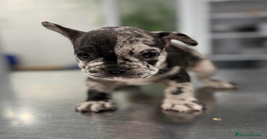 Bulldog Francés perros - Anuncio 10