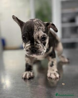 Bulldog Francés perros - Anuncio 10