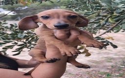 Teckel Miniatura perros en venta: Teckel macho 💙 - Imagen 2