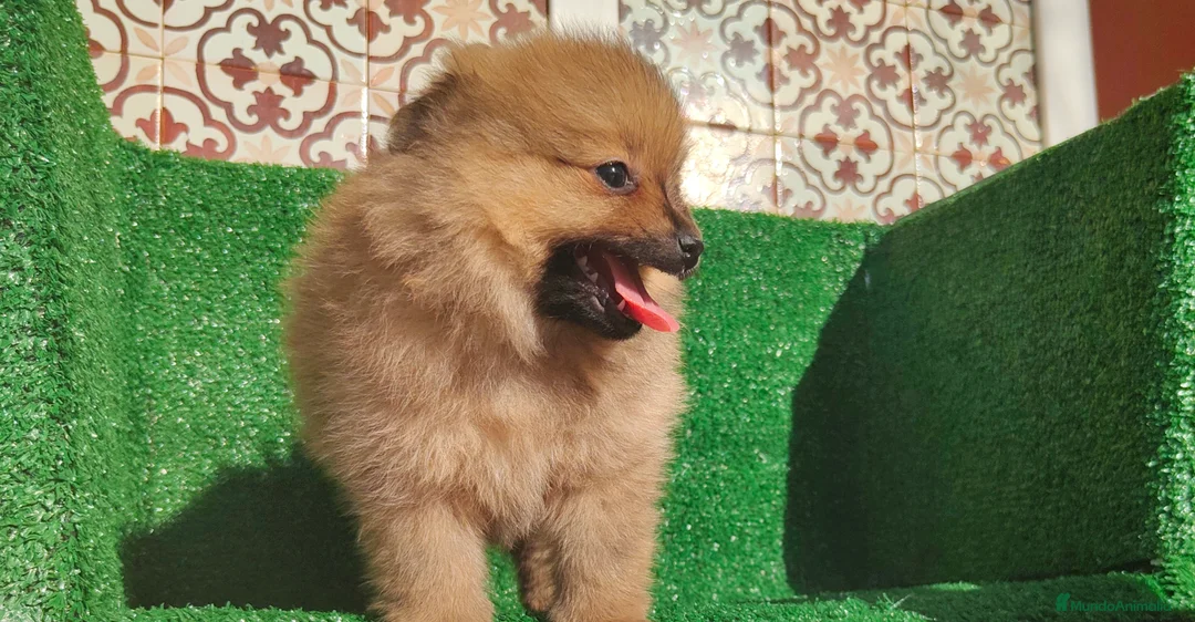 Pomerania perros en venta: Pomerania  - Anuncio 19