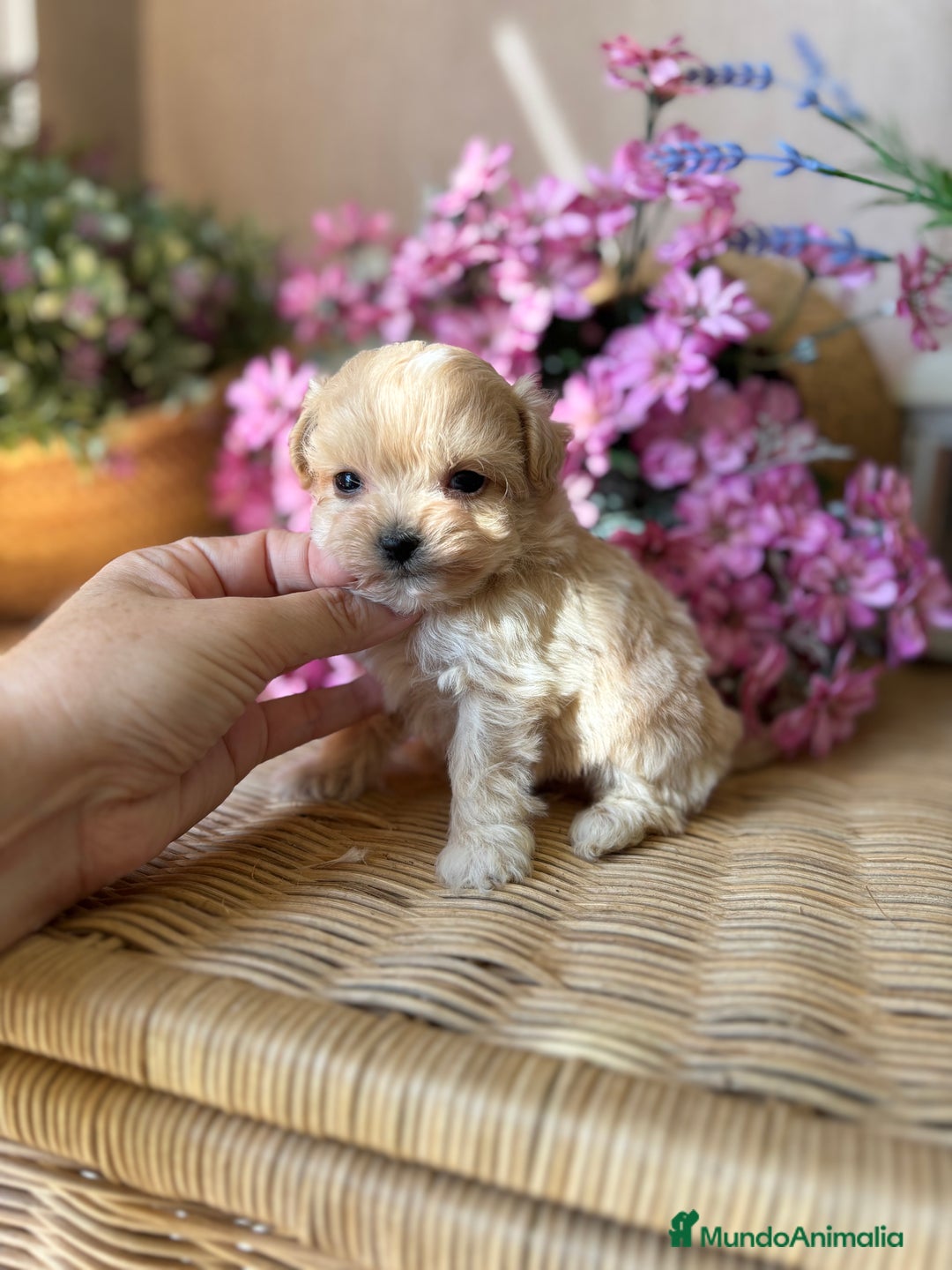 Maltipoo perros en venta: Maltipoo tacita de Té (hembra ) - Imagen 6