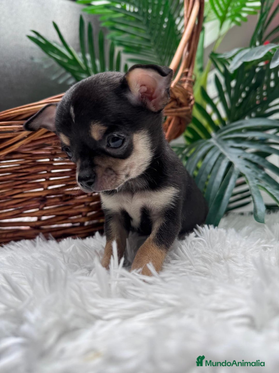 Chihuahua perros en venta: CHIHUAHUA MACHO - Anuncio 1