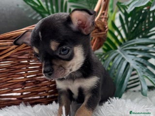 Chihuahua perros CHIHUAHUA MACHO - Anuncio 1