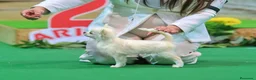 Chihuahua perros en venta: Chihuahua - Anuncio 4