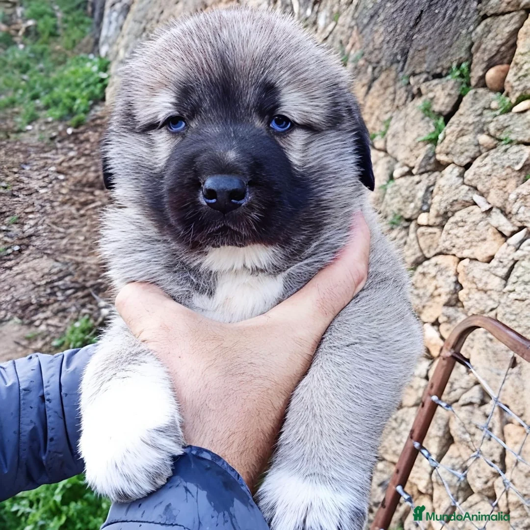 Mastín Español perros en venta: Mastín  - Anuncio 4