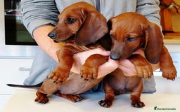 Teckel perros en venta: Teckel de pelo fino - Imagen 7