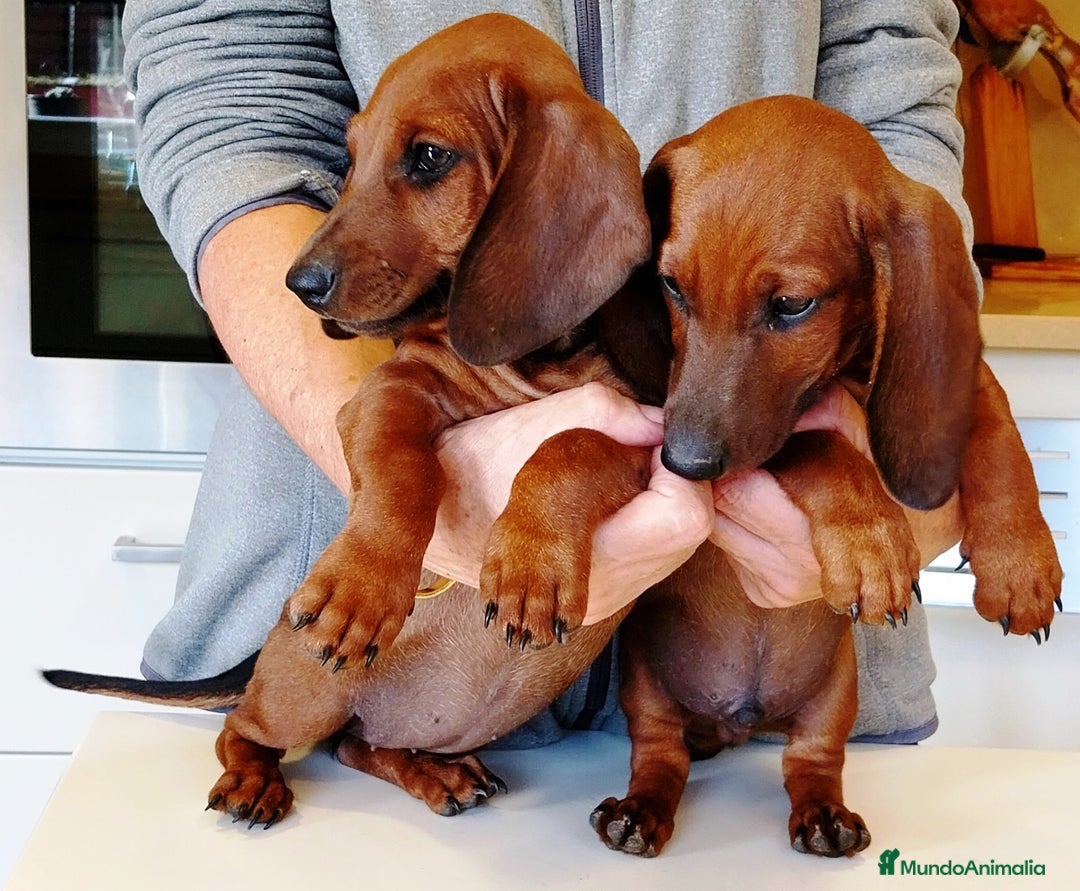 Teckel perros en venta: Teckel de pelo fino - Imagen 7