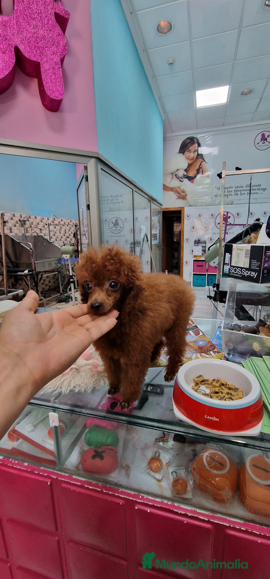 Caniche Toy perros en venta: MACHO ASIATICO 100% - Imagen 3