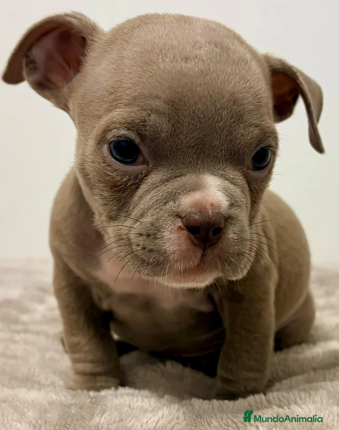 American Bully perros en venta: American bully - Anuncio 1