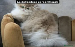Británico de Pelo Largo gatos en venta: Gatita British longhair azul golden, - Imagen 7