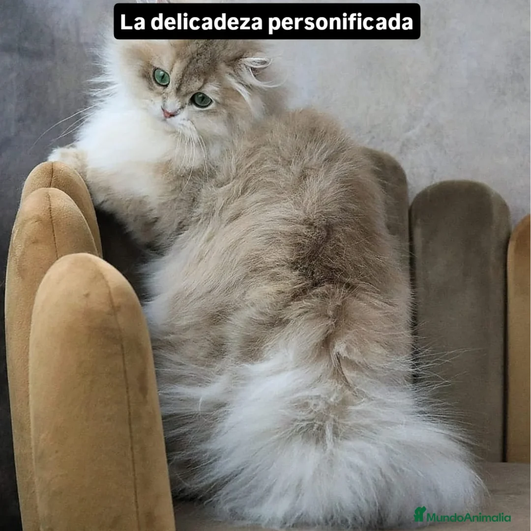 Británico de Pelo Largo gatos en venta: Gatita British longhair azul golden, - Imagen 7
