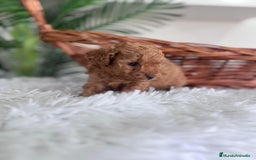 Caniche Toy perros en venta: CANICHE TOY MACHO - Imagen 8