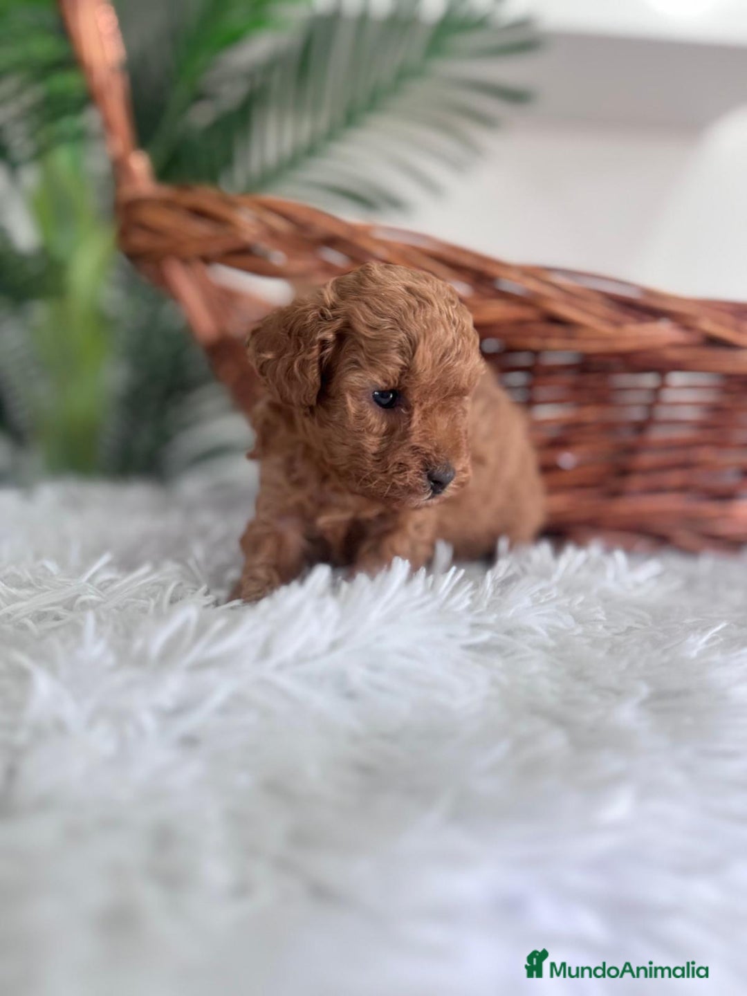 Caniche Toy perros en venta: CANICHE TOY MACHO - Imagen 8