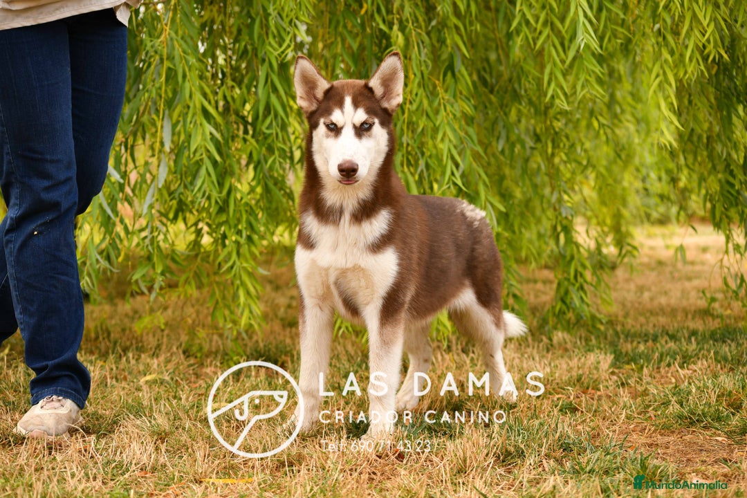 Husky Siberiano perros en venta: Hembra husky siberiano marrón  - Imagen 1