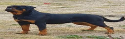 Rottweiler perros en venta: CACHORROS DE ROTTWEILER  - Anuncio 4
